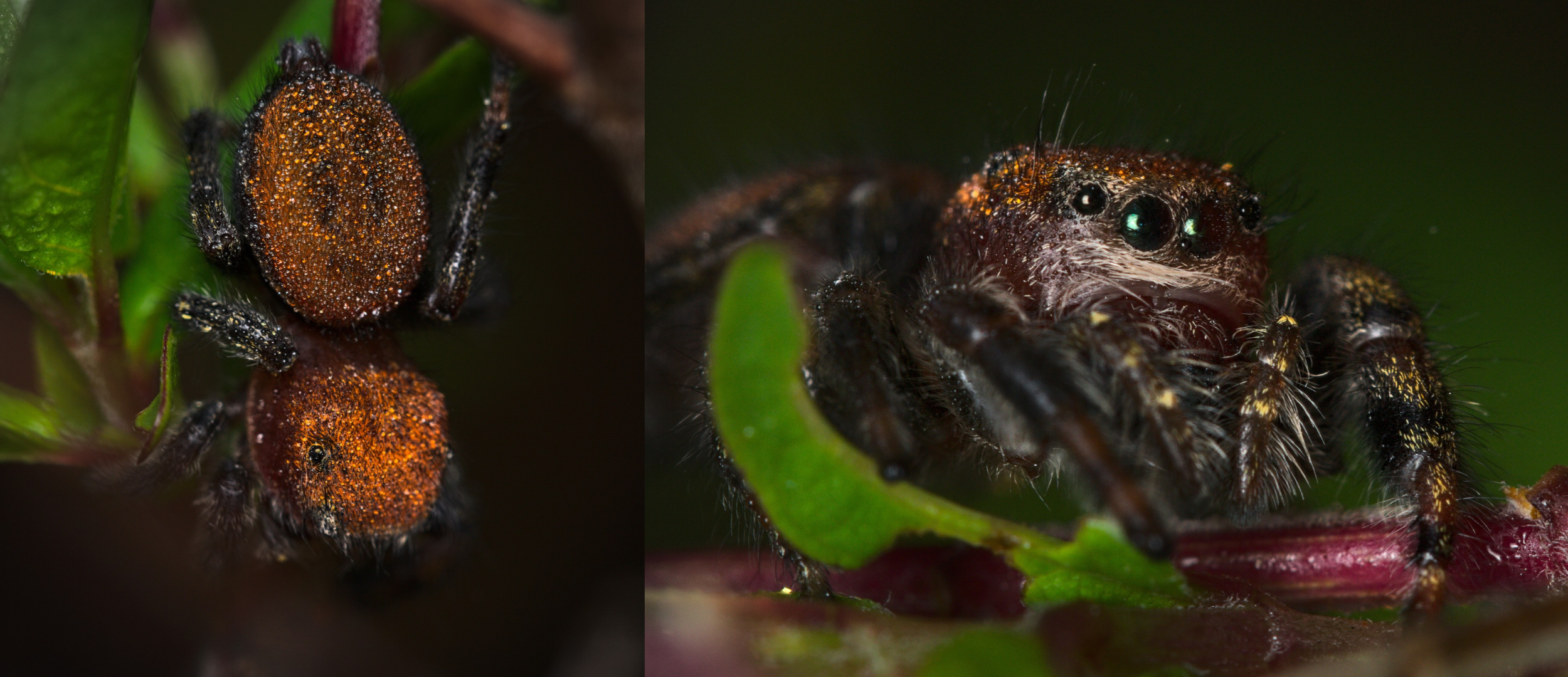 a cardinal jumping spider, one view form the top, one from the face