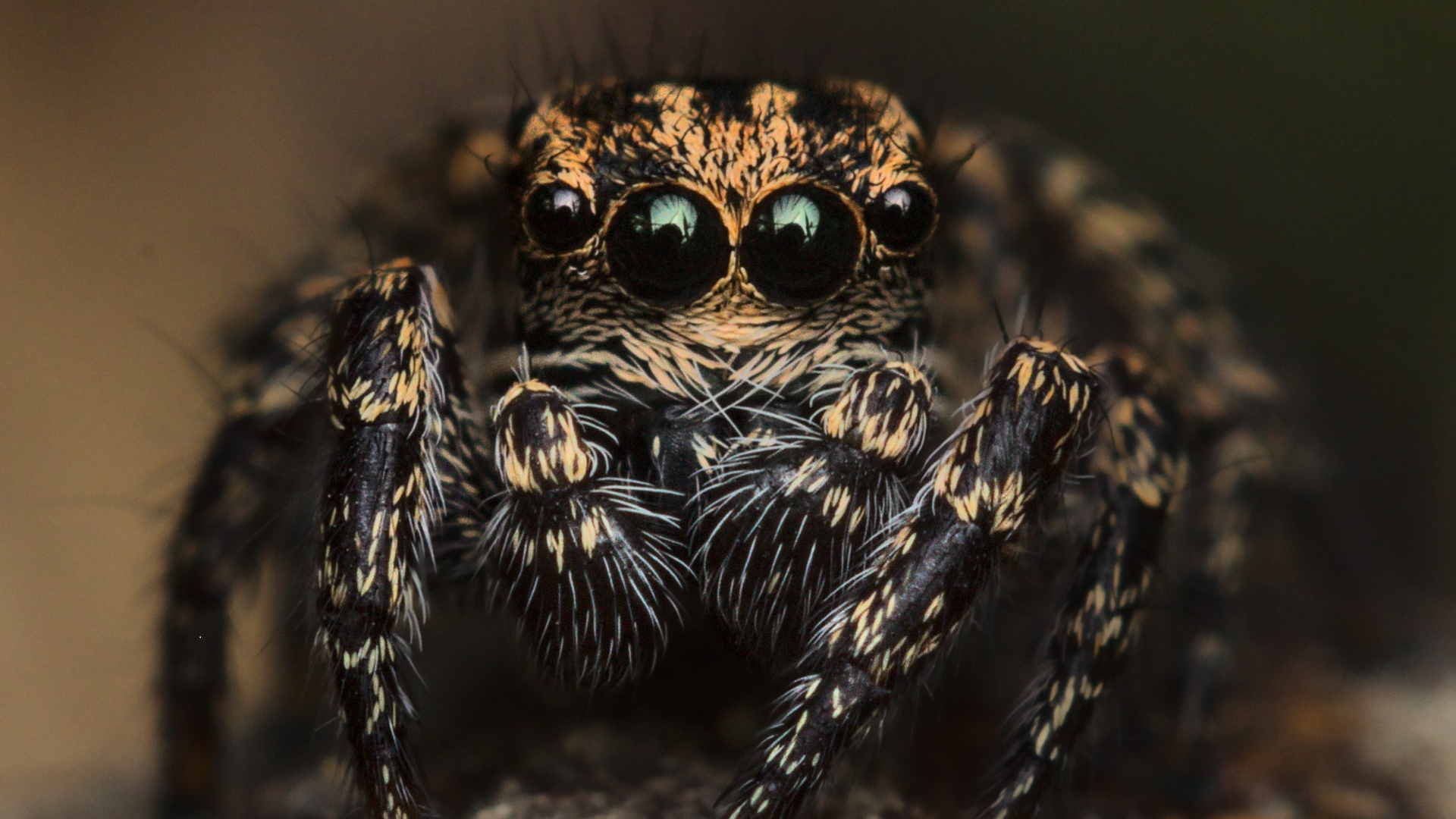 close up of  a jumping spider's face