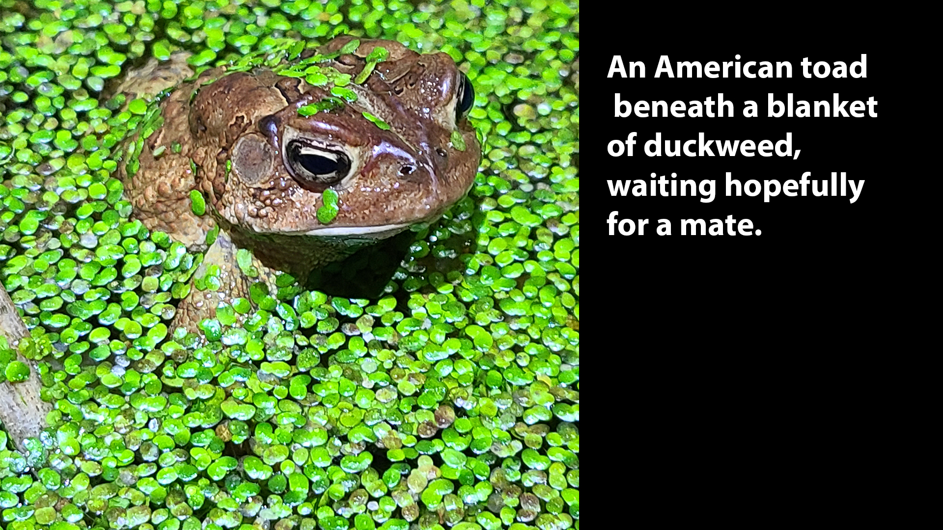 toad in duckweed