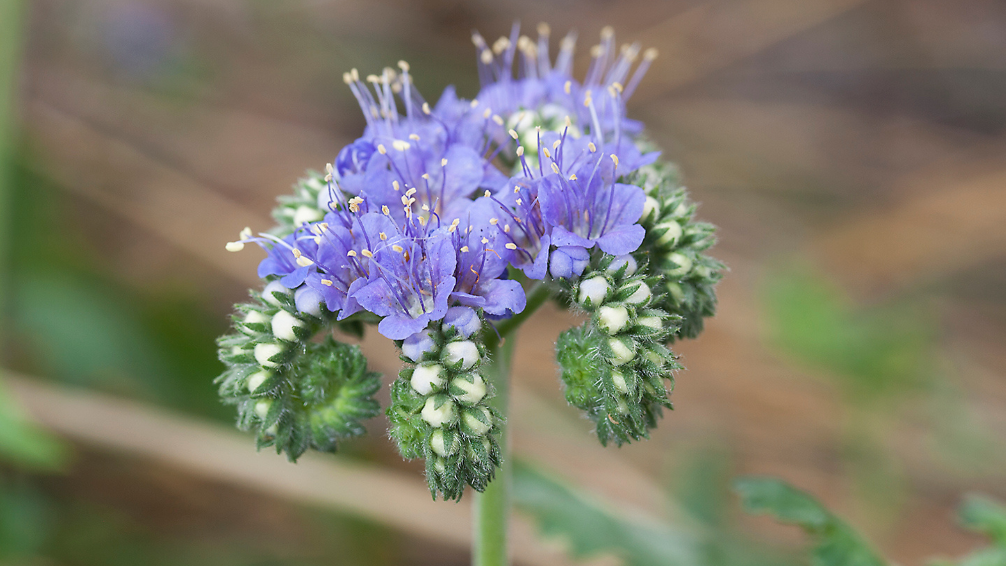 close up purple flower