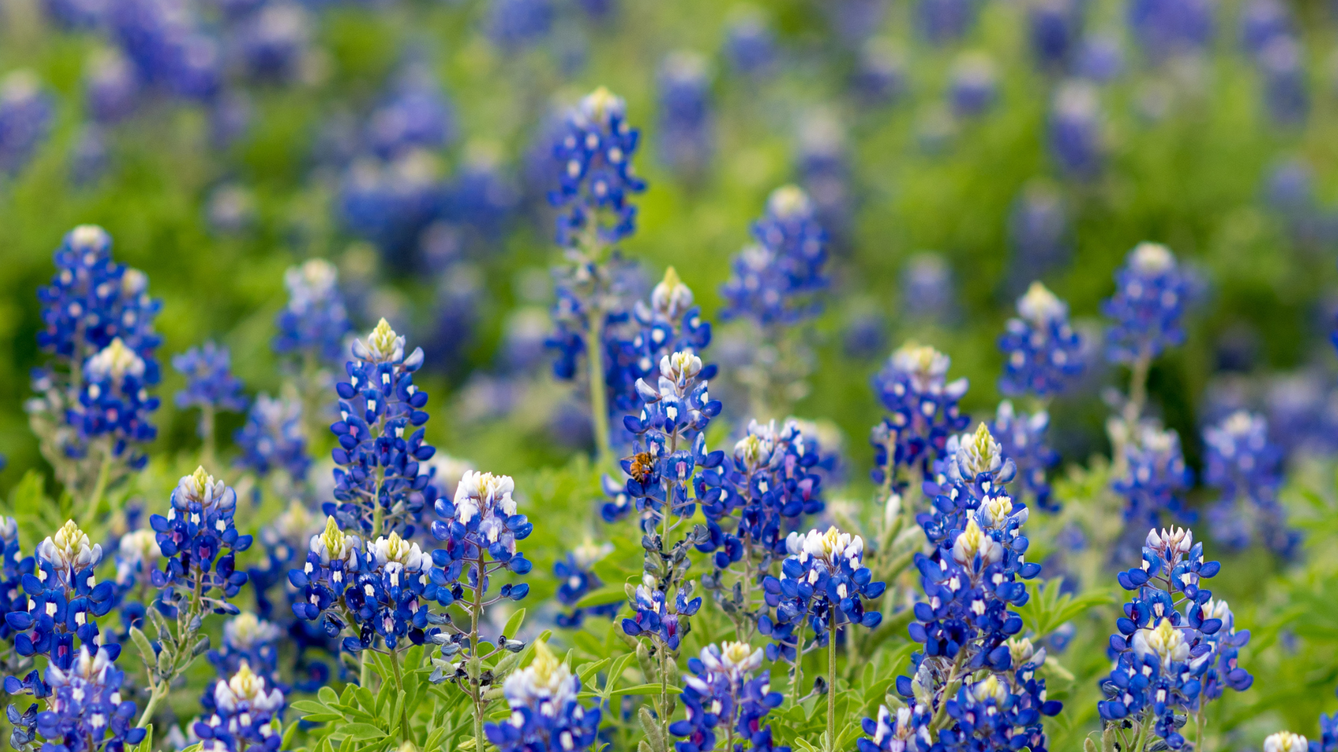 Bluebonnets in a field
