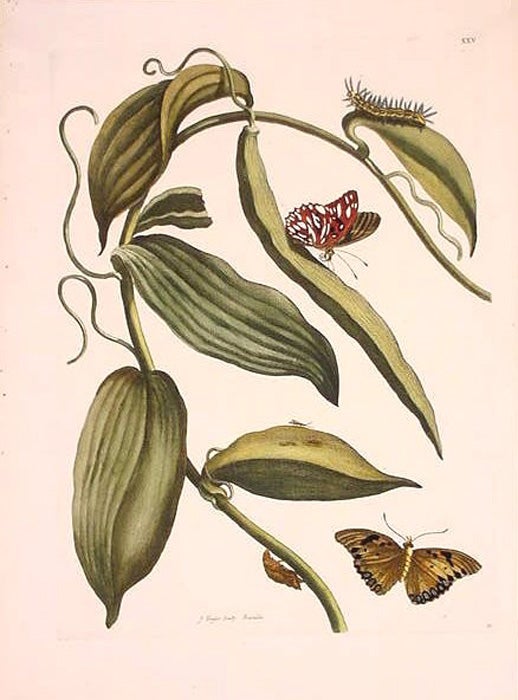 vanilla