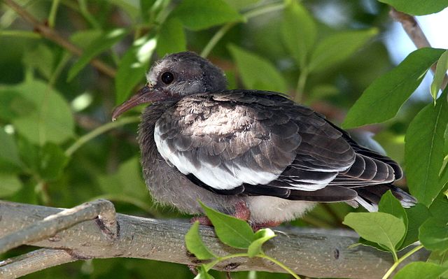 babydove